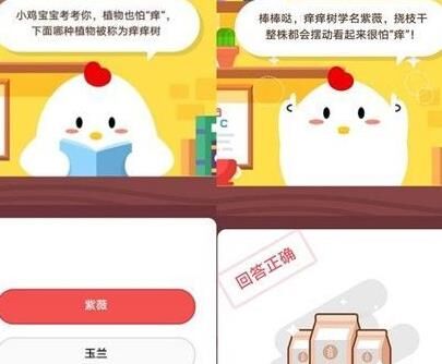 小鸡怎么喂生蛋快些